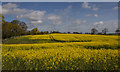 Rapeseed fields Fron Goch