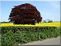 Field of oilseed rape at Pevington Farm