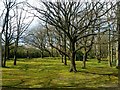 Wooded area at South West Middlesex Crematorium