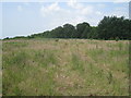 Waste ground and woodland near the William Harvey Hospital