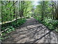 Dog walkers in Monkmead Wood