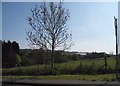 Fields by the B2163, Teston