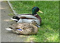 Ducks sitting on the path by the Royal Military Canal, Hythe
