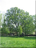 SP3278 : Oak, Spencer Park by E Gammie