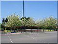 Stanley Terrace blossom