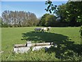 Sheep grazing, West Farleigh