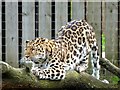 Amur leopard at Yorkshire Wildlife Park