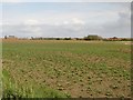 Arable field near Newbiggin