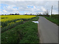 Rape field near Bird