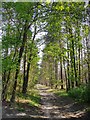 Woodland track leading south from Sandy Lane, Rushmoor