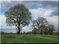 Trees in a field near Park Farm