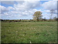 Grazing, Stokesby