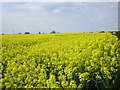 Field of oilseed rape near Springthorpe