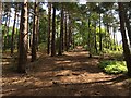 Steep path to the summit of Crooksbury Hill