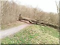 Fallen Tree