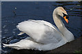 TQ3094 : Mute Swan, Grovelands Park, London N14 by Christine Matthews