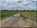TL8739 : Track through arable land leading to River Stour, Middleton  by Roger Jones