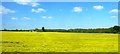 Rape field from railway line