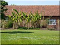 Banana trees at Hole Park