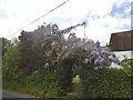 Lilac and wisteria in bloom