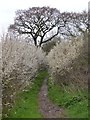 Ferma Lane near Ferma Wood