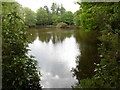 Pond at the National Cat Centre