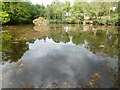 Pond at the National Cat Centre