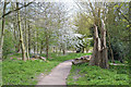 A Lombardy Poplar has split and fallen by the Sowe Valley footpath, Coventry