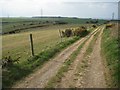 SY7184 : Bridleway on White Horse Hill by Philip Halling