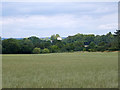 View towards Brickendonbury