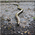 Slow worm crossing 