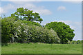 Hedgerow near Cheeks Farm