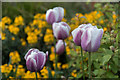 Tulips in Flowerbed, St Pancras Way, London N1