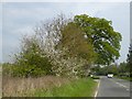 Blossom by the B4632, north of Winchcombe