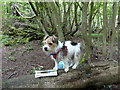 Taking a break in Trosley Country Park