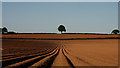 Tree and potato ridges, 1