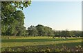 Sheep pasture near Sanctuary Farm