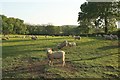 Sheep near Sanctuary Farm