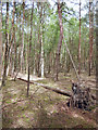 Horsell Common Woodland