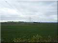 Crop field and pylons near Langrig