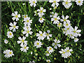 Greater Stitchwort (Stellaria holostea)