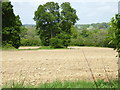 Tree in field seen from footpath east of Finches Lane