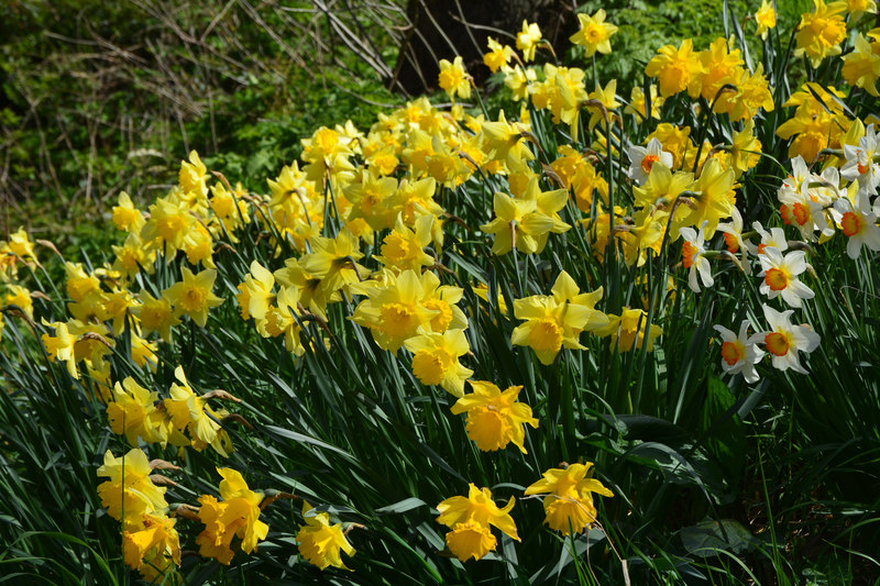 Edinburgh : Daffodils © Lewis Clarke cc-by-sa/2.0 :: Geograph Britain ...