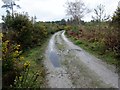 The Serpent Trail on Lavington Common