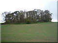 Crop field and woodland