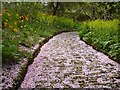 Petal strewn path