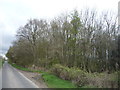 Woodland near Hutton Mains