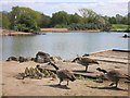 Goose Family Outing