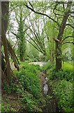 TL6600 : Pond & Stream Near Margaretting Hall by Glyn Baker