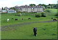 Horses next to Broad Bridge Dike